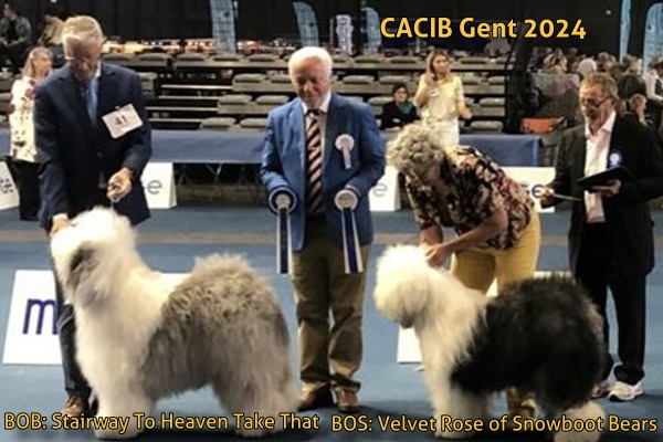 CACIB Gent 2024