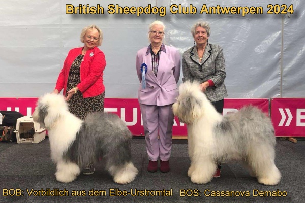 British Sheepdog Club Antwerpen 2024